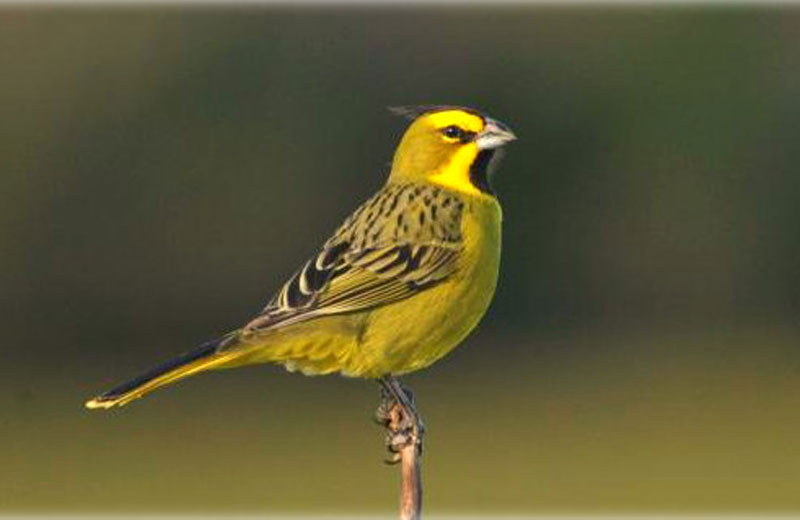 Foto: Marcio Repenning / Divulgação ICMBio