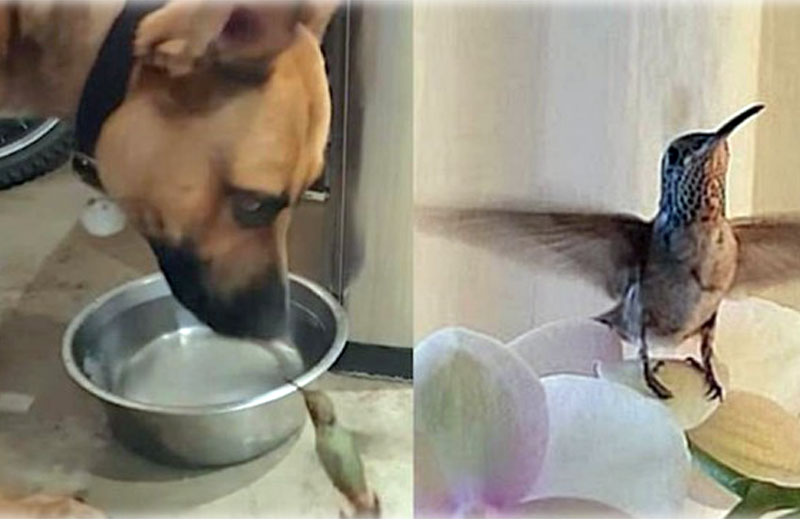 Fotos: reprodução/Youtube