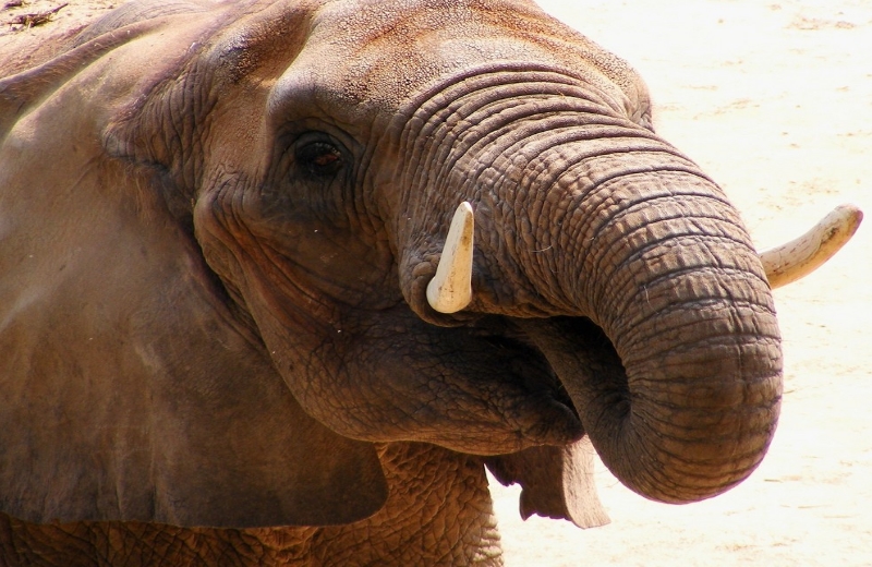 Foto: Flickr/Rachel Sample