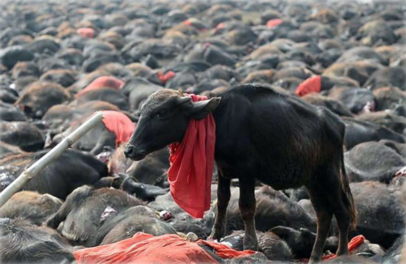 Foto: Reprodução / MartinStewart