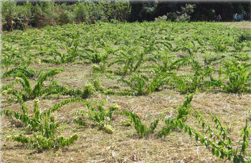 Foto: Embrapa/divulgação|