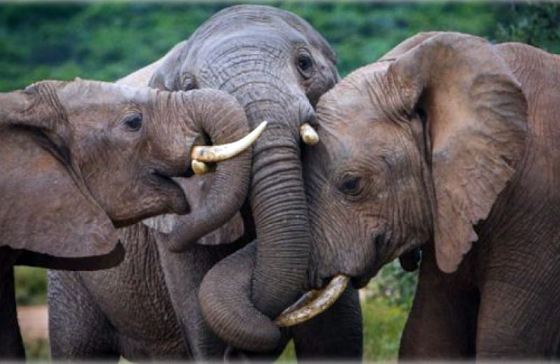 Foto: Reprodução / WorldAnimalNews