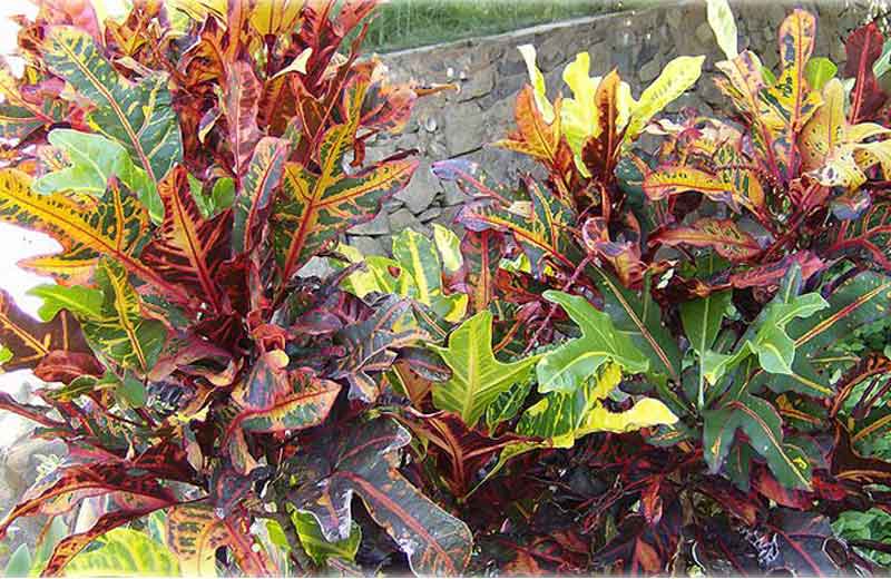 Foto: Wikipedia Commons / ThePhotographer