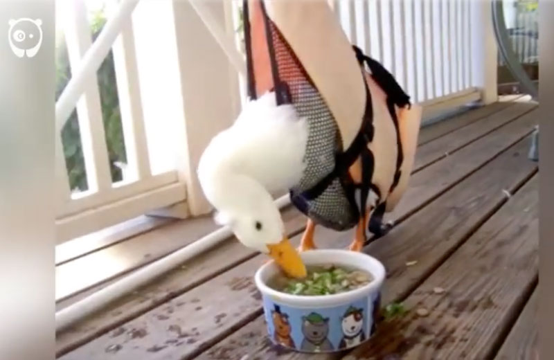 Foto: reprodução/ Youtube / BoredPanda