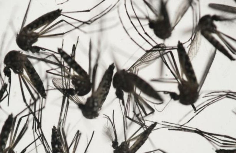 Foto: AP/Felipe Dana