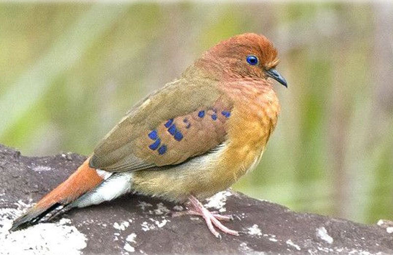 Foto: Rafael Bessa|Foto: Rafael Bessa