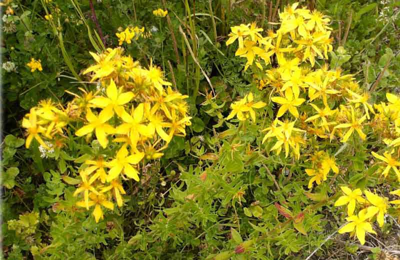Hipericão ou Erva de São Jorge - Foto: Odemira / S. Teotônio