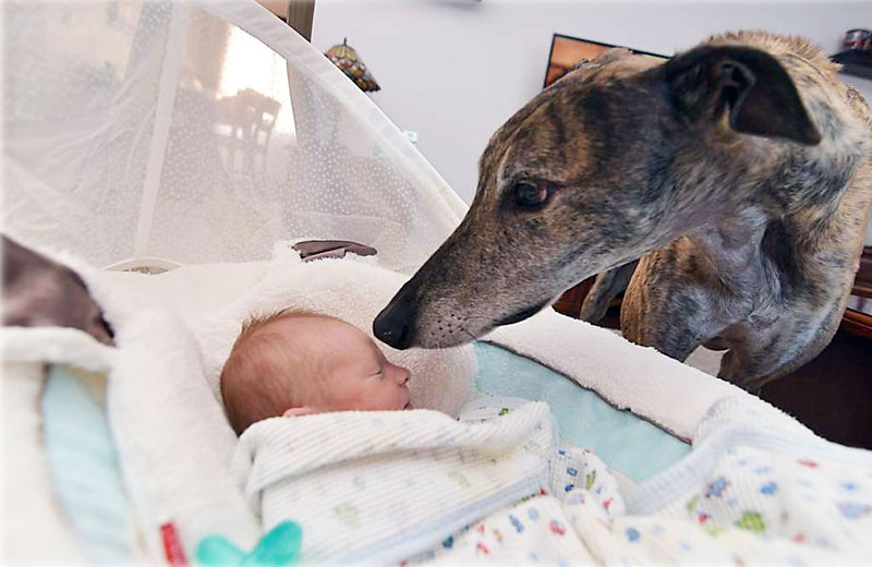 Foto: Reprodução/mosleythegreyhound|