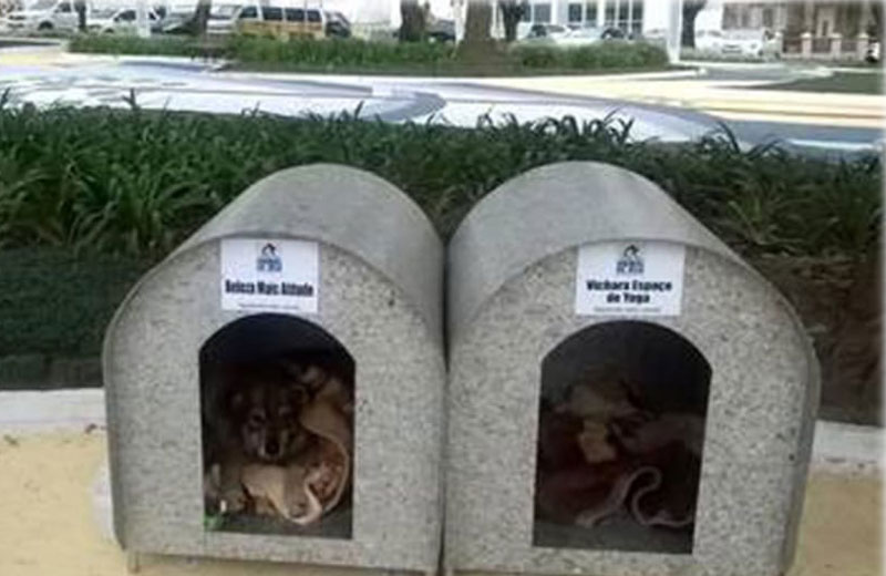 casinhas-caes-close-4