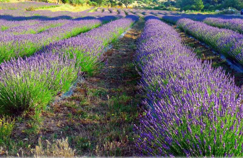Foto: Quinta das Lavandas