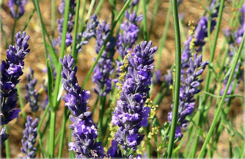 Foto: Quinta das Lavandas