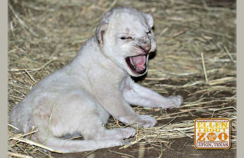 Foto: Divulgação/Ellen Trout Zoo|