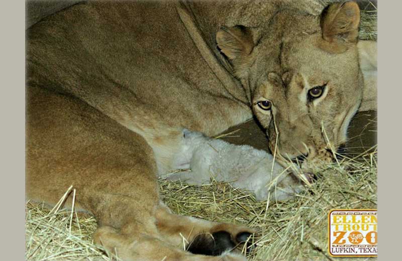 Foto: Divulgação/Ellen Trout Zoo