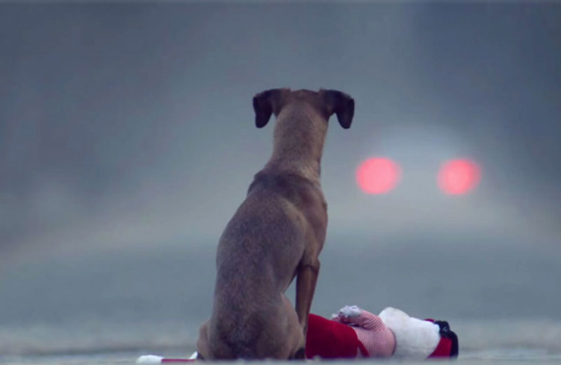 Foto: Zsofia Zsemberi / DogTime