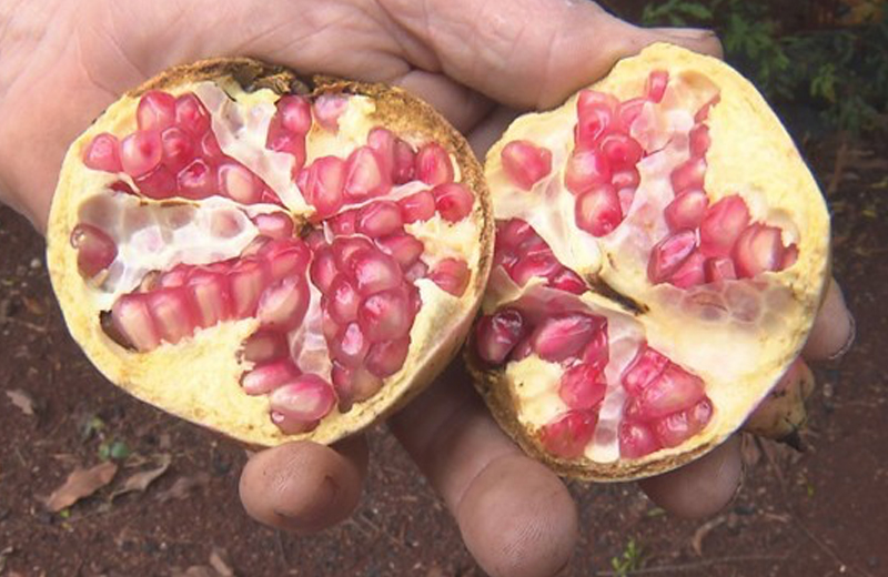 Foto: Reprodução RPC