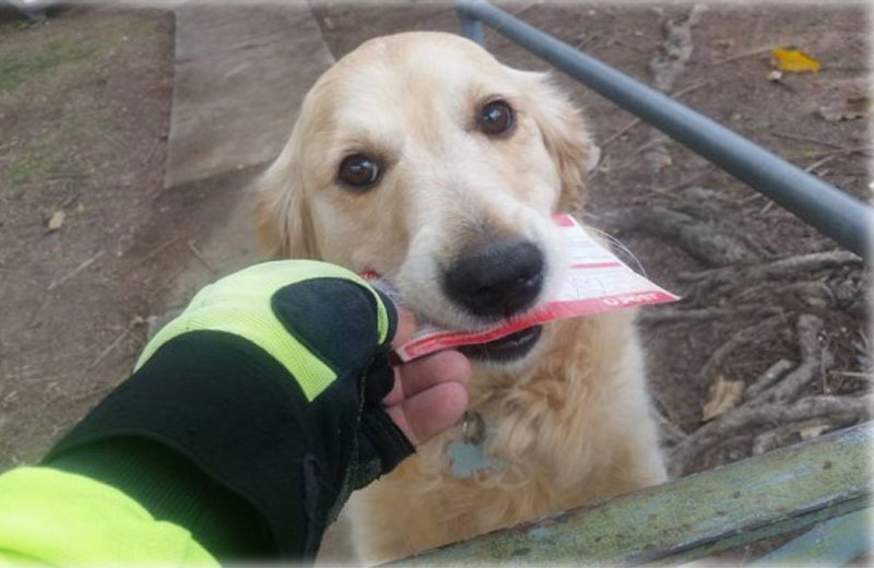 Foto: reprodução / Facebook|Foto: reprodução / Facebook||