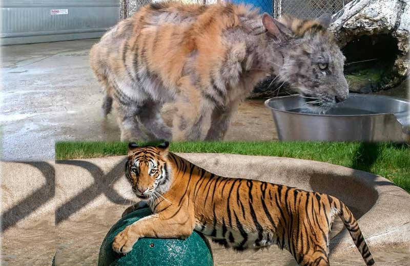 Fotos: IN-SYNC EXOTICS||