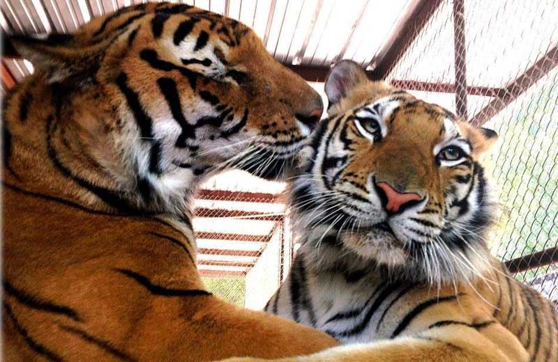 Foto: IN-SYNC EXOTICS