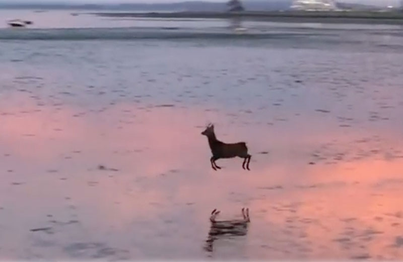 Foto: reprodução / StoryFul.News