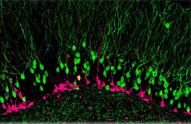 Neurônios novos (rosa)