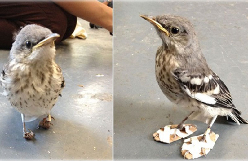 Fotos: California Wildlife Center