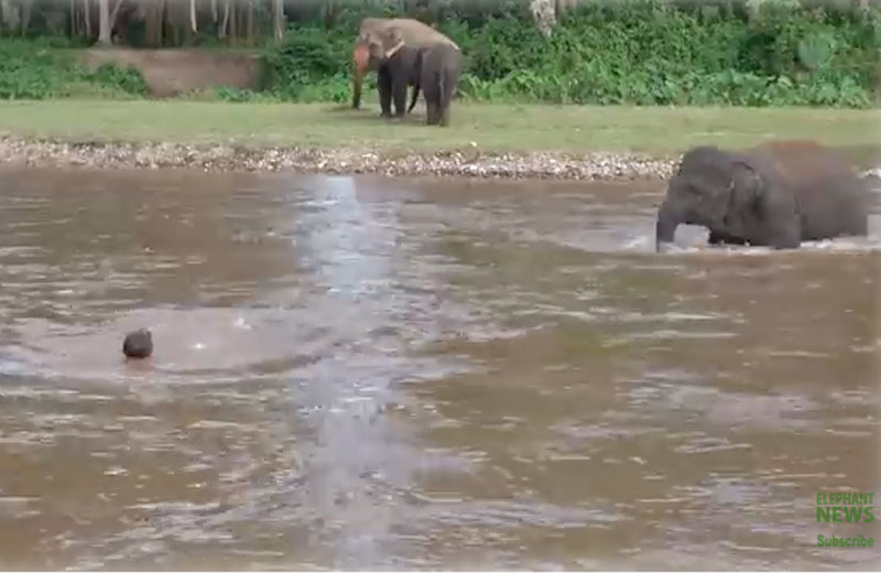 Foto: reprodução / Save Elephant Foundation