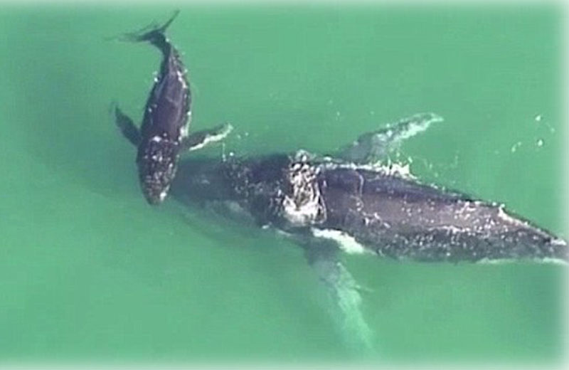 Foto: reprodução / Youtube