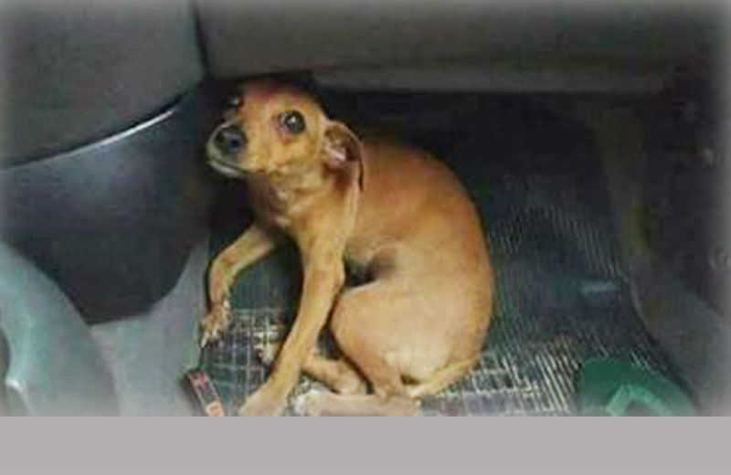 Foto: reprodução / Facebook