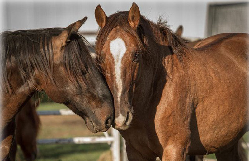 Foto: T.Thomas Photography||