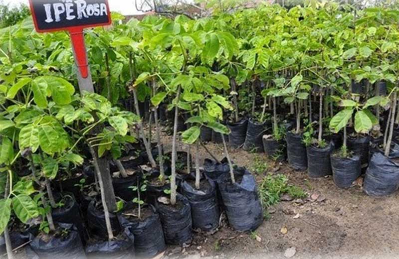 Foto: Prefeitura de Campina Grande