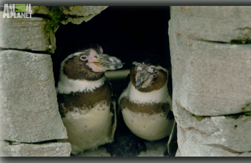 Foto: reprodução / Animal Planet