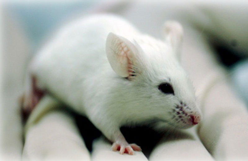 Foto: Peter Ilicciev/Fiocruz Imagens