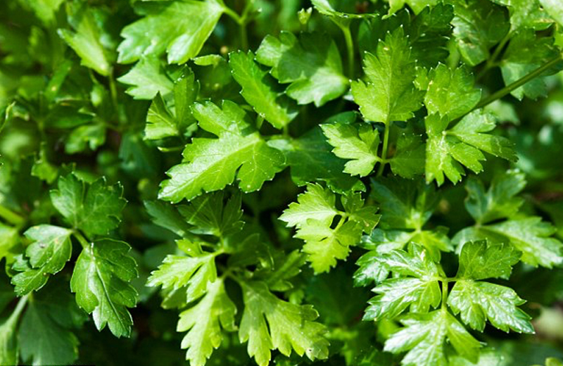 Foto: Getty Images/Daily Mail