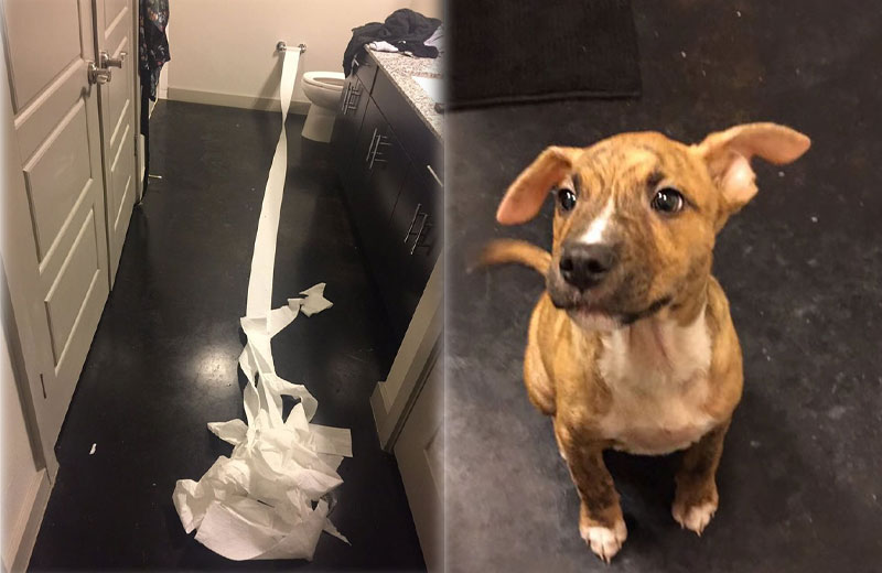 Fotos: reprodução/Twitter|