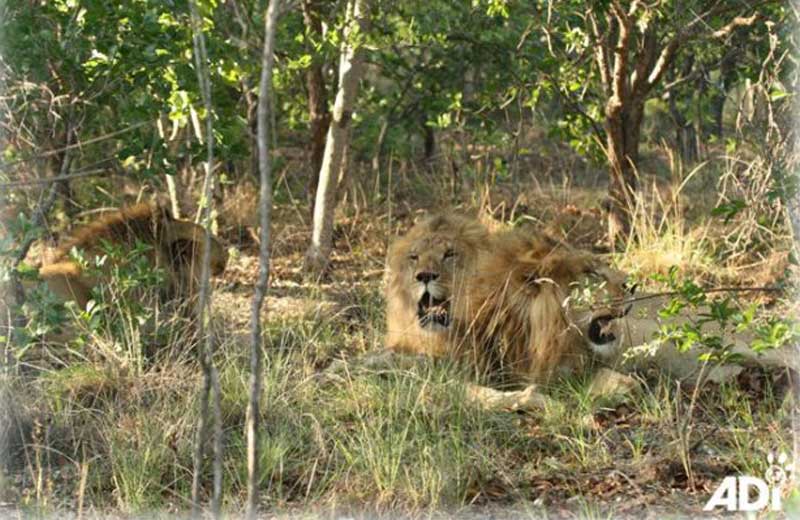 Foto: Animal Defenders International|