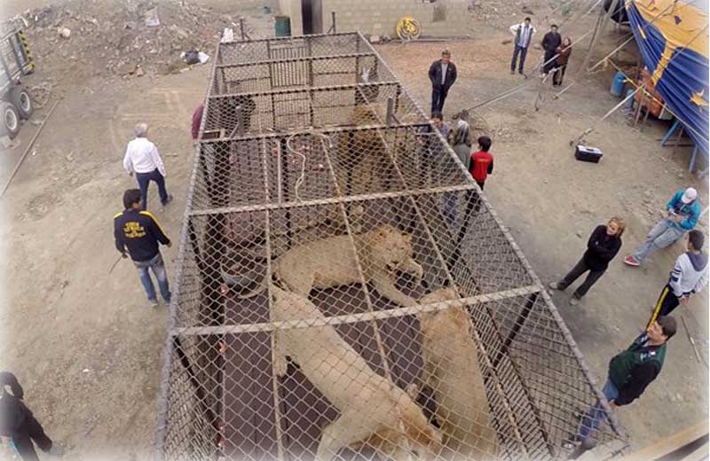 Foto: Animal Defenders International