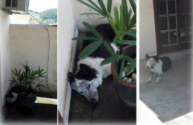 Fotos: divulgação / PM