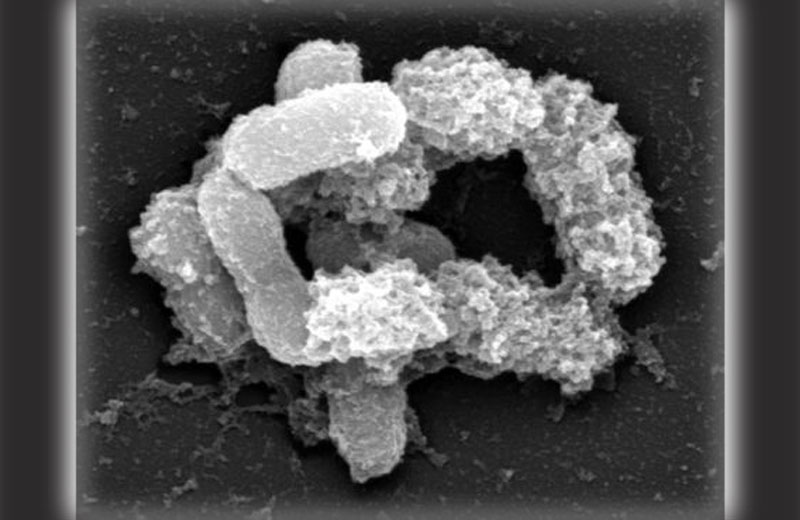 Foto: LAURA HUSKONEN & WILLEM M DE VOS