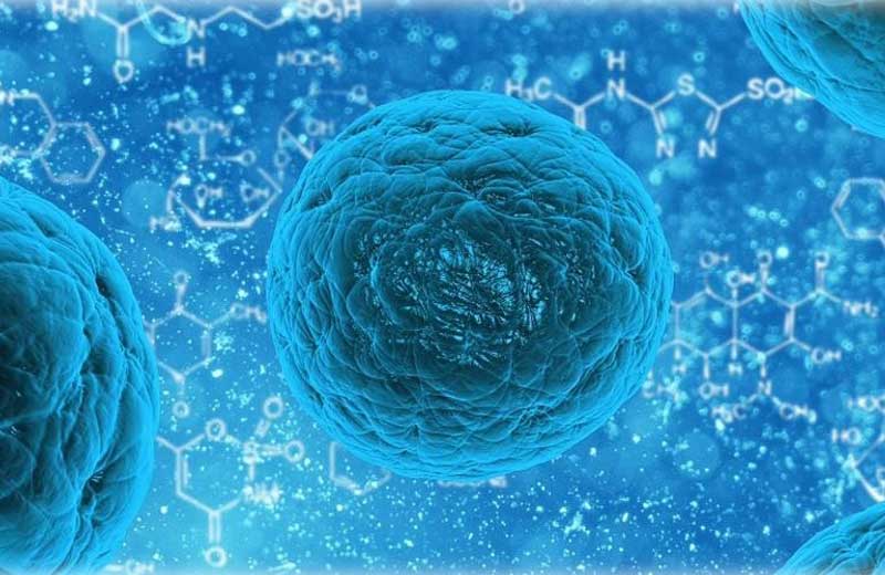 Foto: Stem Cell Reports