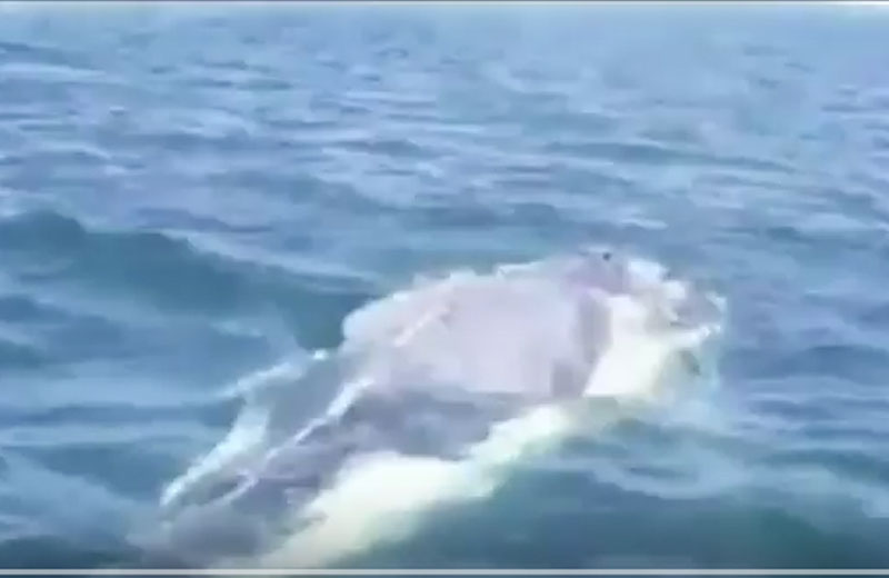 Foto: Caters News Agency|