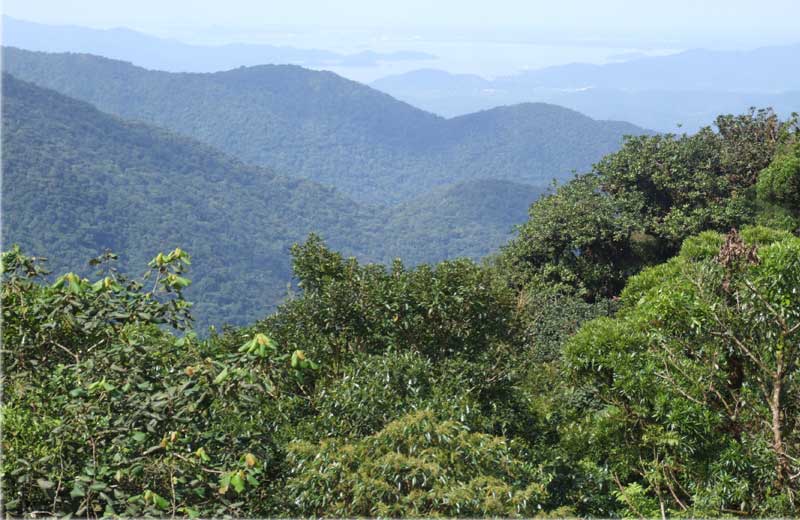 Serra do Mar/PR - Foto: WikimediaComons/Deyvid Setti e Eloy Olindo Setti||