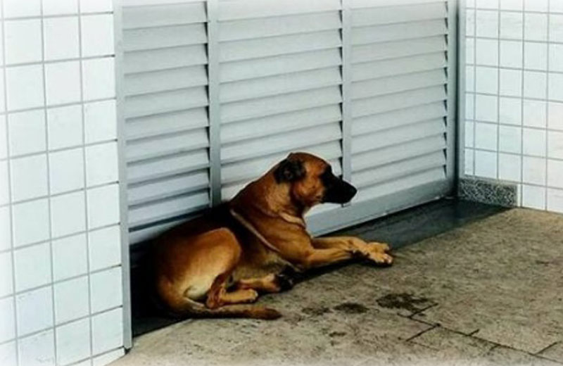 Foto: reprodução / Facebook / Alpa|||