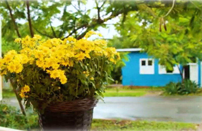 Foto: reprodução / Momento Ambiental