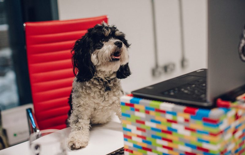 Foto: Brewdog / reprodução