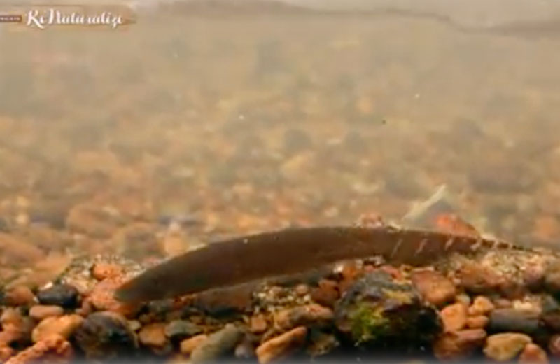 Foto: reprodução / Projeto Renaturalize|Foto: reprodução / Projeto Renaturalize