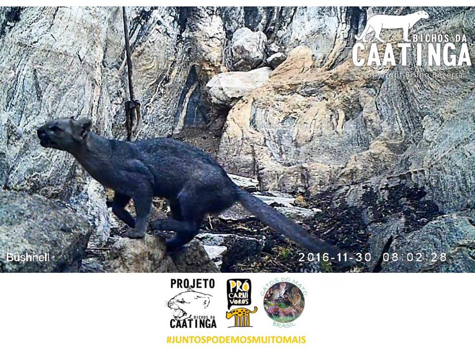 Foto: Bruno Bezerra / Bichos da Caatinga 