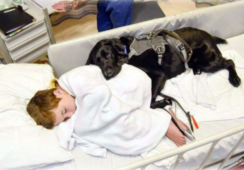 Foto: Reprodução / Facebook / Assistance Dogs New Zealand|