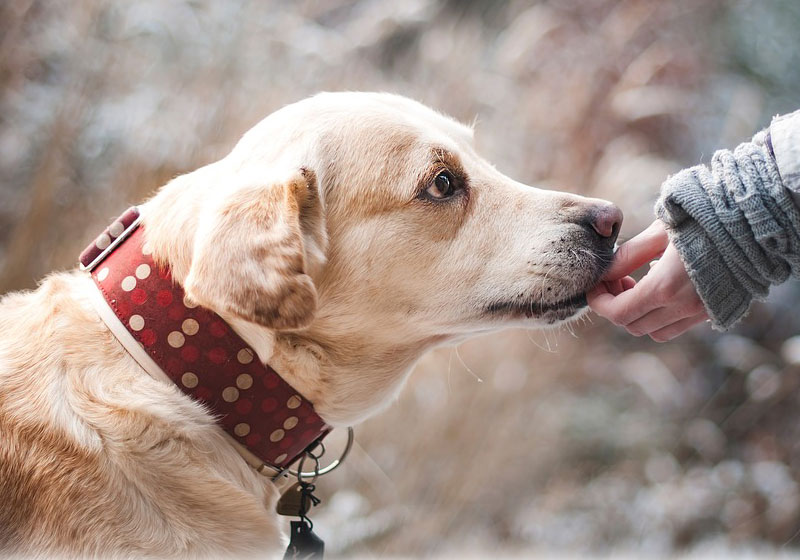 Cão labrador - Foto: Pixabay