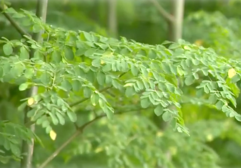 Foto: reprodução / RBS / G1|