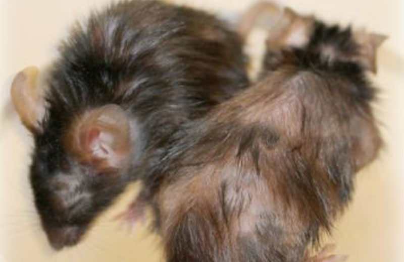 Rato da esquerda tratado com peptídeo - Foto: Peter L.J. de Keizer